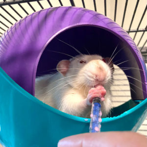 rat in cage taking medication from a syringe