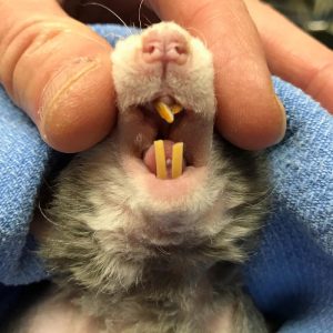 incisors of a pet rat