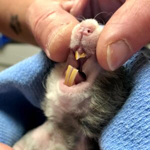 Senior Rats: What To Expect And How To Care For Them – Lafeber Co ...