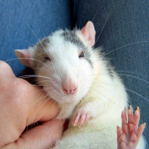 rat on back being petted