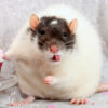 rat standing beside food bowl licking lips with tongue out
