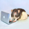rat typing on rat-sized laptop