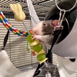 a rat in space pod eating grape from a kebob suspended from ceiling