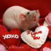 rat standing by felt heart with I love you text