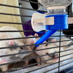 three rats in a cage using a water bottle