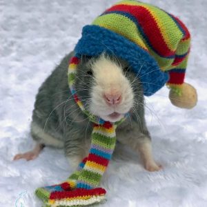 rat wearing winter knit hat and scarf