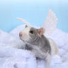 rat wearing angel wings posed on a cloud