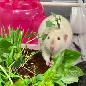 rat in cage eating leafy greens