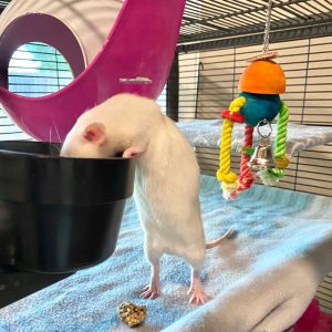 rat standing to put head into food bowl