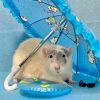rat posed beneath tiny umbrella with tiny pool float and sunglasses
