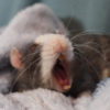 face of a rat that is yawning and snuggled in blanket