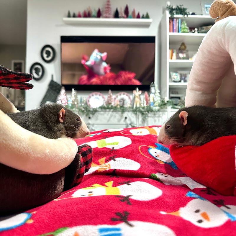 Reviewing Movies About Rats With My Rats – Lafeber Co. – Small Mammals