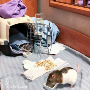 Road Trips With Rats – Lafeber Co. – Small Mammals