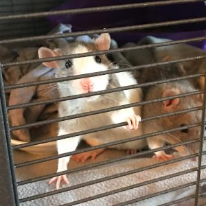 rat grabs cage bar as it looks out