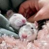 two rats being pet while snuggled in a blanket