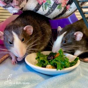 10 Mistakes To Avoid As A Rat Owner – Lafeber Co. – Small Mammals