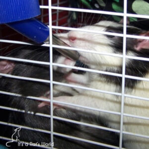 two rats in a cage trying to drink from a single water bottle at the same time