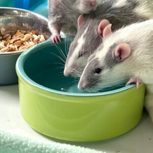 rats drinking water from a ceramic dish