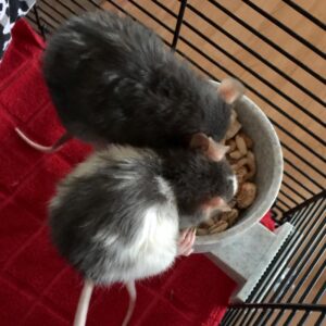 top view of two rats eating from a dish in a cage