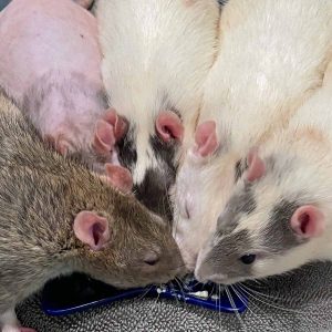 Free-Ranging Pet Rats: What Every Owner Needs To Know – Lafeber Co