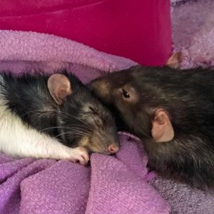 two rats nose to nose