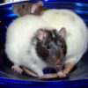 two rats standing on saucer-style exercise wheel