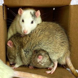 several rats snuggling in a box
