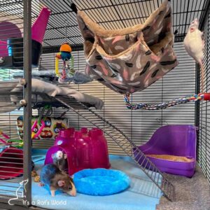 Day One And Beyond With Your Pet Rats – Lafeber Co. – Small Mammals