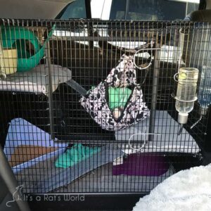 Road Trips With Rats – Lafeber Co. – Small Mammals