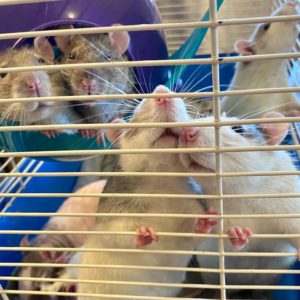 several rats in a wire carrier