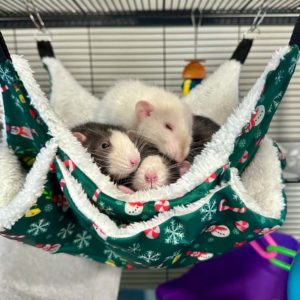 Safe bedding for store rats