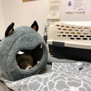 rats sit in fabric hut on vet exam table