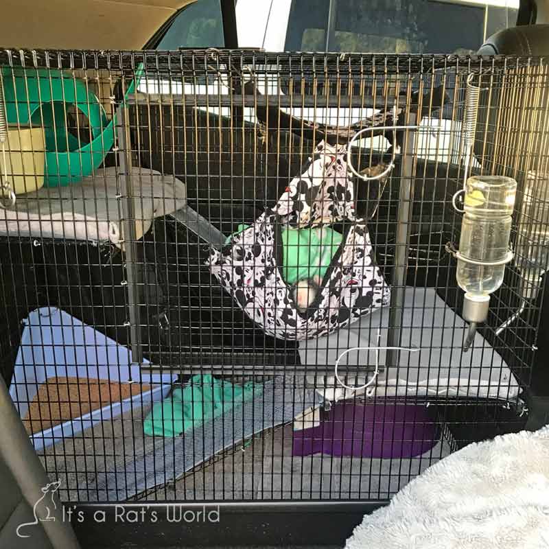 Keep Pet Rats Cool When It’s Hot Lafeber Co. Small Mammals