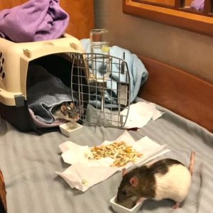 two rats, one in and one out, of a travel carrier on the floor with an open door