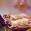 two rats running side by side in a Silent Spinner exercise wheel in cage