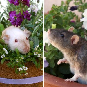 photos of rats posed in flowerpot