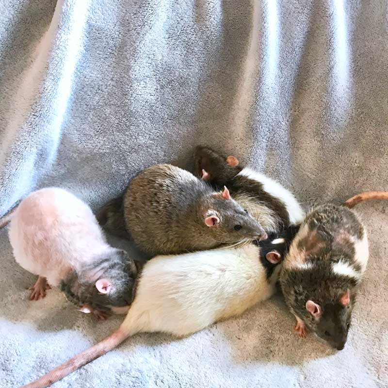 Why Rats Fight And What To Do When It Happens – Lafeber Co. – Small Mammals