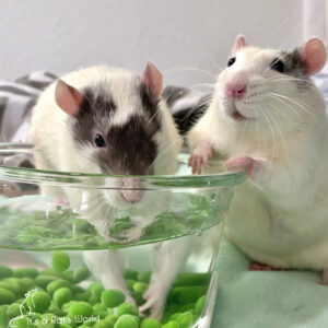 two rats fishing for peas beside clear bowl full of water and peas