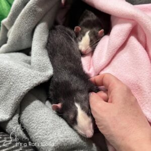 rats lying on blankets being pet