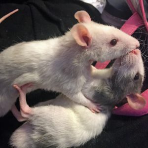 two young rats play fighting