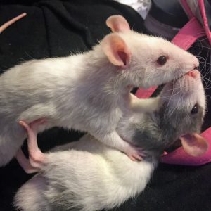  Deux jeunes rats jouent au combat 