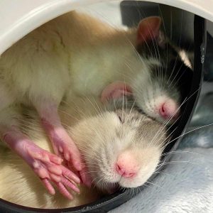 rats sleeping together