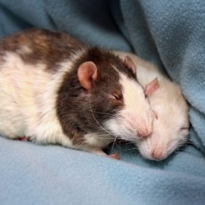 two rats snuggling in blanket