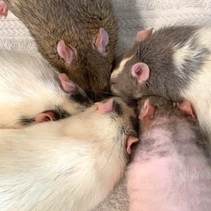 five rats encircling a food bowl