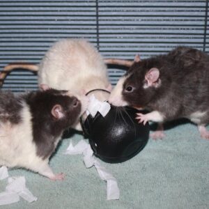 three rats digging the treats out from a small cauldron