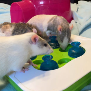three rats working on a puzzle toy