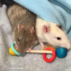 Daily Exercise For Rats – Lafeber Co. – Small Mammals