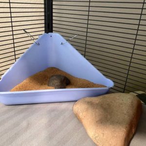 Diy rat 2025 litter box