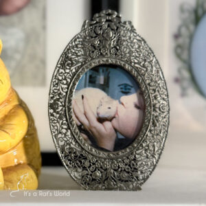 The Beauty Of Heart Rats – Lafeber Co. – Small Mammals