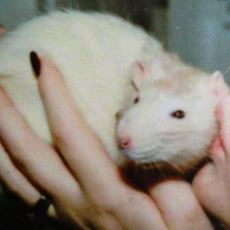 Do Rats Recognize Their People? Lafeber Co. Small Mammals